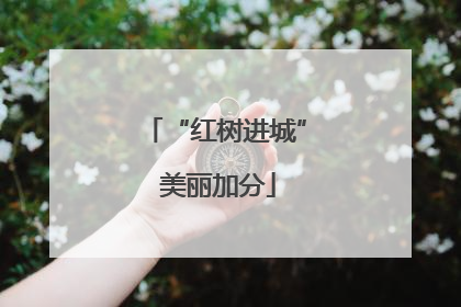 “红树进城” 美丽加分