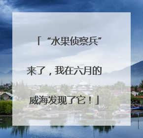 “水果侦察兵”来了，我在六月的威海发现了它！