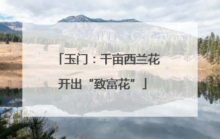 玉门：千亩西兰花开出“致富花”