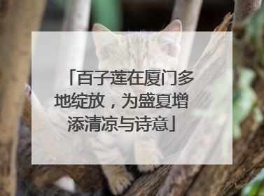 百子莲在厦门多地绽放，为盛夏增添清凉与诗意
