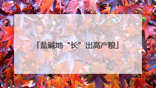 盐碱地“长”出高产粮