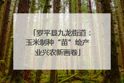 罗平县九龙街道：玉米制种“苗”绘产业兴农新画卷