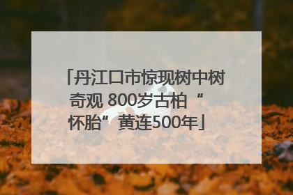 丹江口市惊现树中树奇观 800岁古柏“怀胎”黄连500年