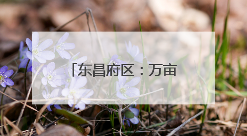 东昌府区：万亩大方织锦绣 沃野平畴好“丰”景