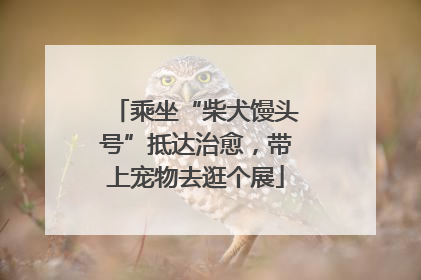 乘坐“柴犬馒头号”抵达治愈，带上宠物去逛个展