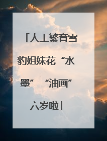 人工繁育雪豹姐妹花“水墨”“油画”六岁啦