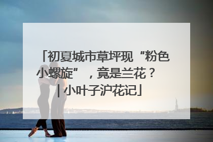初夏城市草坪现“粉色小螺旋”，竟是兰花？ | 小叶子沪花记