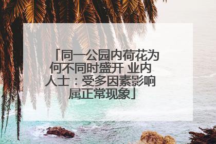 同一公园内荷花为何不同时盛开 业内人士：受多因素影响 属正常现象