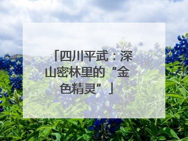 四川平武：深山密林里的“金色精灵”