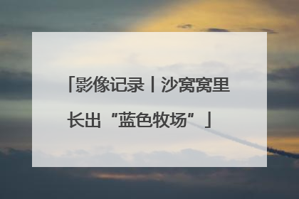 影像记录丨沙窝窝里长出“蓝色牧场”