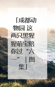 成都动物园 这两只黑猩猩萌宝陪你过“六一”｜图集