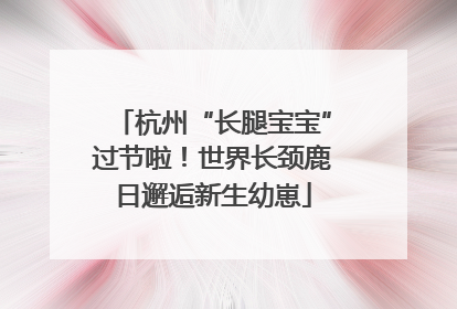 杭州“长腿宝宝”过节啦！世界长颈鹿日邂逅新生幼崽