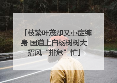 枝繁叶茂却又重症缠身 国道上白杨树树大招风“排危”忙