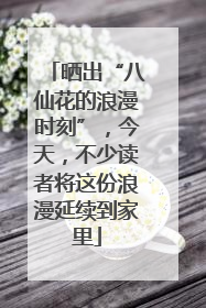 晒出“八仙花的浪漫时刻”，今天，不少读者将这份浪漫延续到家里