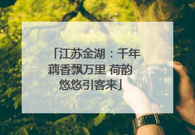 江苏金湖：千年藕香飘万里 荷韵悠悠引客来