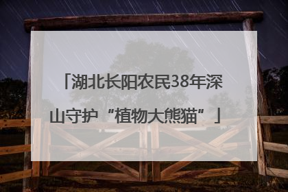 湖北长阳农民38年深山守护“植物大熊猫”