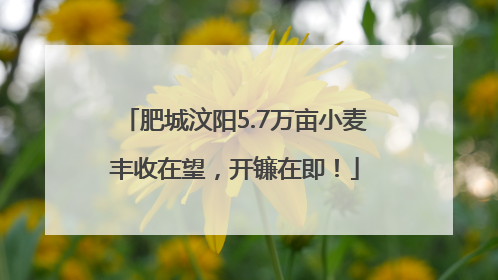 肥城汶阳5.7万亩小麦丰收在望，开镰在即！
