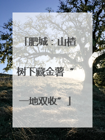 肥城：山楂树下藏金薯“一地双收”