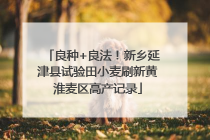 良种+良法！新乡延津县试验田小麦刷新黄淮麦区高产记录