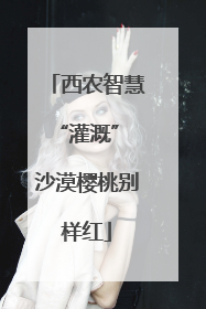 西农智慧“灌溉” 沙漠樱桃别样红
