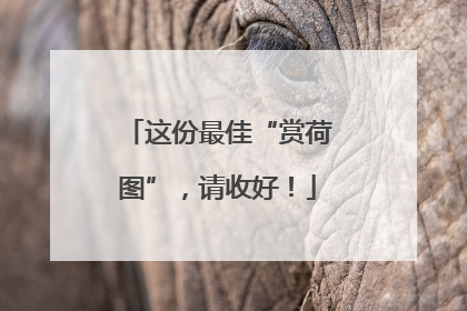 这份最佳“赏荷图”，请收好！