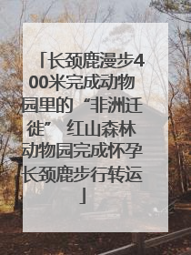 长颈鹿漫步400米完成动物园里的“非洲迁徙” 红山森林动物园完成怀孕长颈鹿步行转运