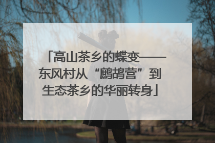 高山茶乡的蝶变——东风村从“鹧鸪营”到生态茶乡的华丽转身