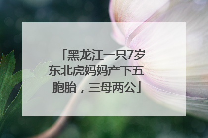 黑龙江一只7岁东北虎妈妈产下五胞胎，三母两公